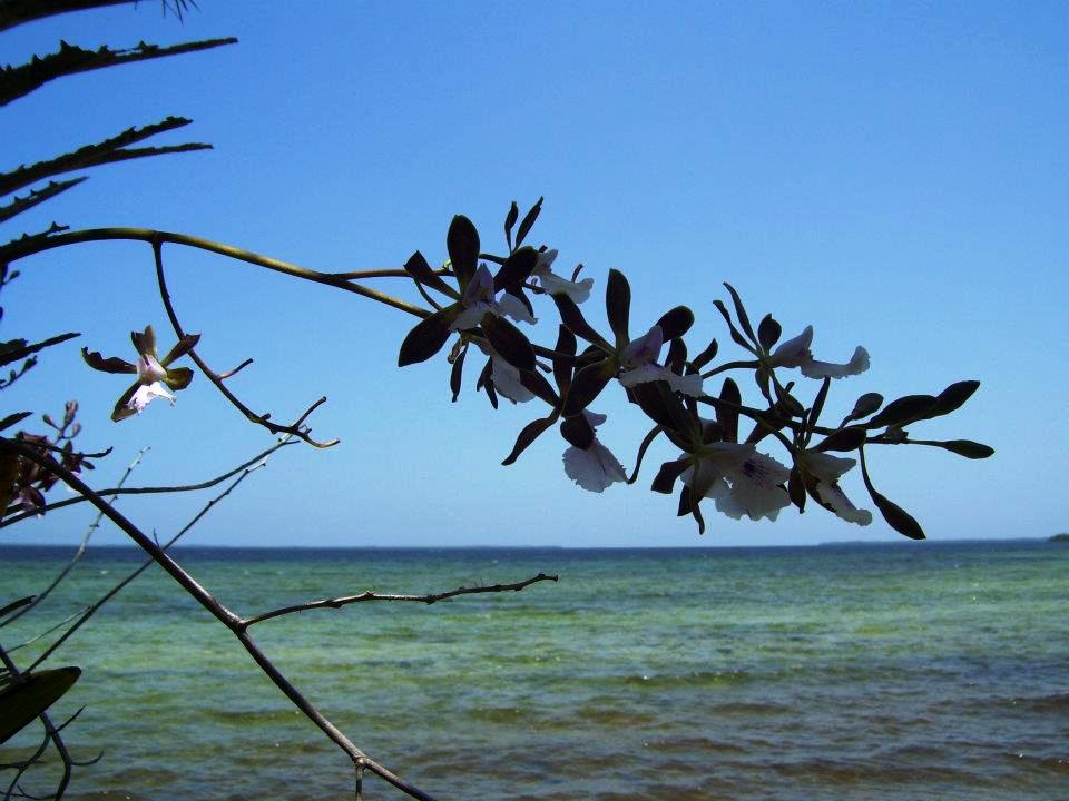 Orquídeas